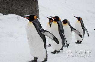 企鹅吃瓜爆料最新版,娱乐圈最新猛料大揭秘! 第3张 企鹅吃瓜爆料最新版,娱乐圈最新猛料大揭秘! 第3张